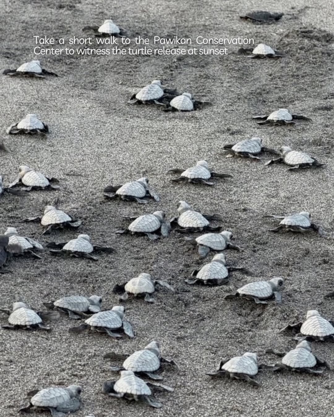 Dozens of baby Pawikan sea turtles crawling on the beach at the Pawikan Conservation Center